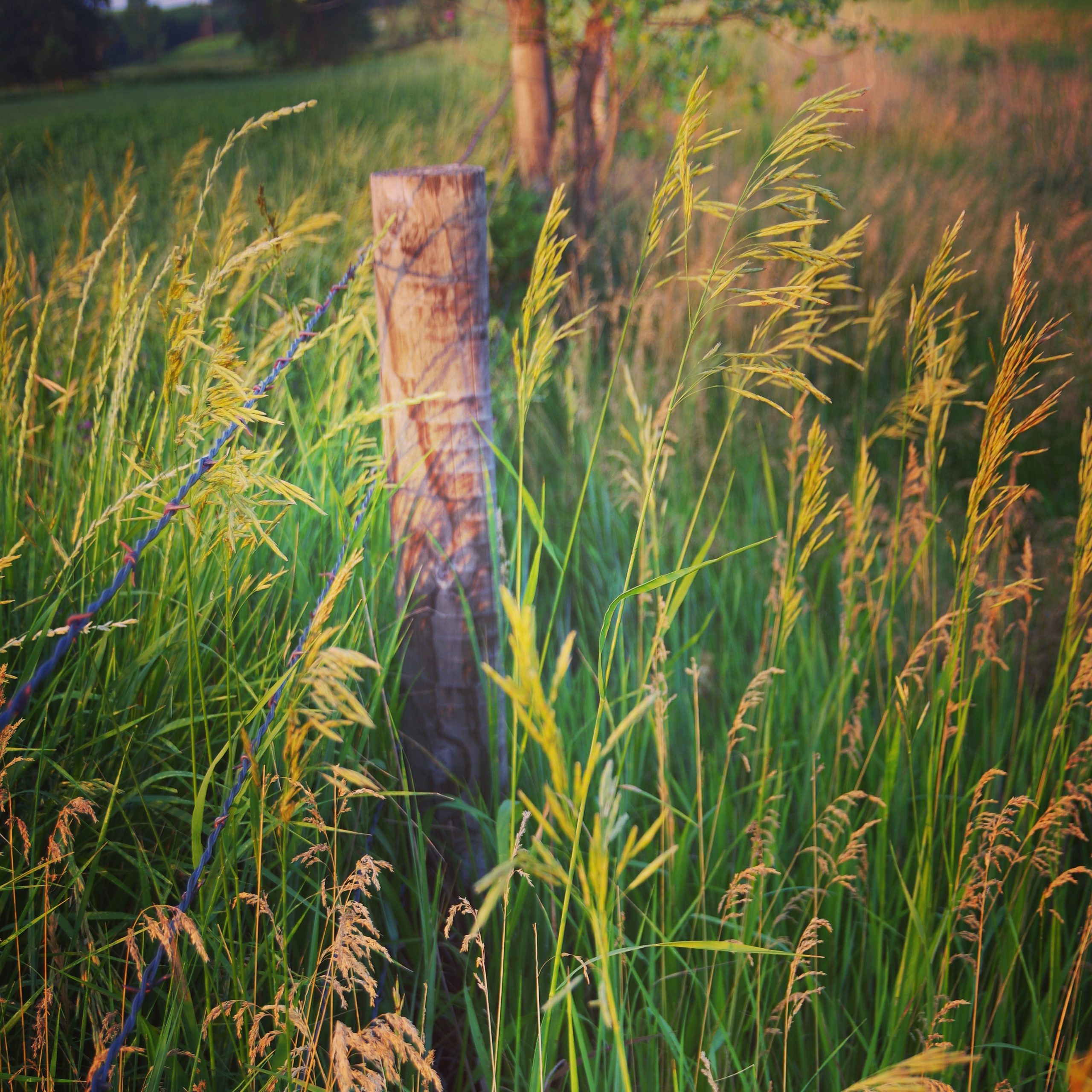 Prairie fence post at the ranch